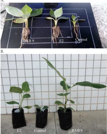 Table 1. Development of micropropagated plantlets of  the banana cultivar Prata Catarina in the acclimatisation  phase, after inoculation with the bacterial biomasses (E2  and RAB9)