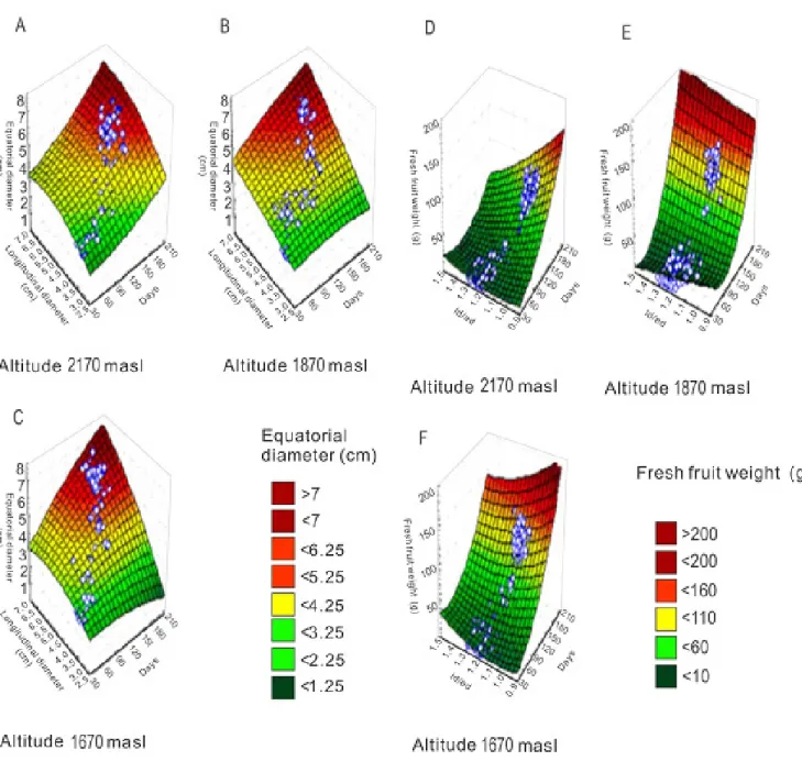 Figure 3. Quadratic response surfaces for equatorial diameter and longitudinal diameter (Figures 3A, 3B and 3C) per  thermal level and Fresh fruit weight and the relationship between diameters (longitudinal to equatorial) (Figures 3D,  3E and 3F) as a func