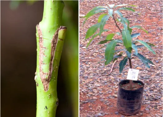 Figure  4-A – Mango graft showing agood cicatrization of the union; 4B – A high quality commercial graft mango.