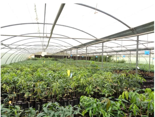 Figure 1 - Shade Net structure used in modern commercial mango propagation nurseries.
