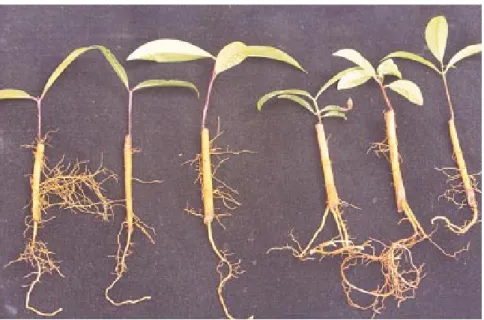 Figure 5  - Bacuri plants (Platonia insignis Mart.) originating from primary root cuttings.