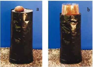 Figure 6 - Seed arrangement during sowing, with the root pole facing the center of the container (a) and seed  protection with plastic cylinder filled with sawdust (b).