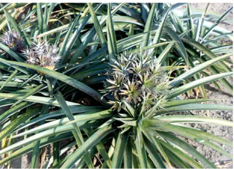Figure 4 .  Pineapple plants cv. Smooth Cayenne with propagules developed in response to chlorflurenol treatment