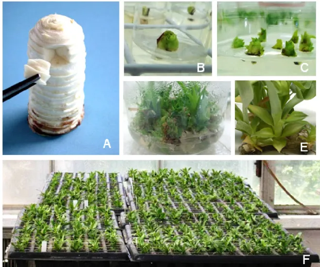 Figure 5. Main stages of pineapple micropropagation: A - Bud extraction from an adult plant stem; B - Bud inoculated  into the medium after its disinfestation; C - Shoot subdivision at the beginning of each subculture; D - Aggregates  multiplication and de