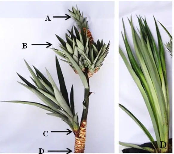 Figure 1. Propagules naturally produced by a pineapple plant, in this case cv. Pérola: A – Crown; B – Slips; C – Hapa; 
