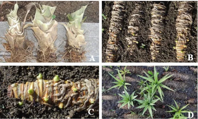 Figure 2 . Production of pineapple plantlets using stem sections: A – Stem after cutting off leaves and part of the root  system; B – Stem sections planted in a nursery bed after complete removal of leaves and roots; C – Initial sprouting of  buds along a 
