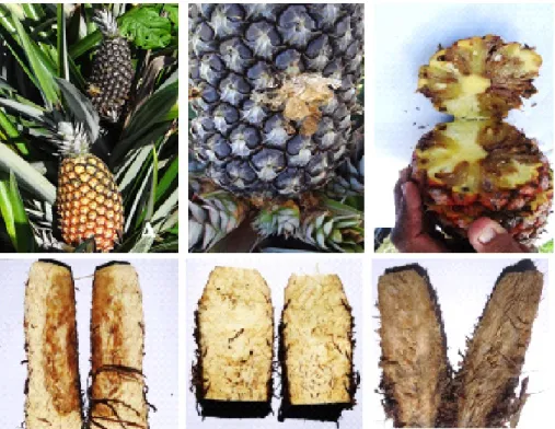 Figure 3. Fusariosis disease (Fusarium guttiforme) symptoms on pineapple cv. Pérola fruits and stem sections: A –  Fruits with (above) and without (below) symptoms; B – Details of symptoms on the lower part of the fruit and slips; C  – Severe internal frui