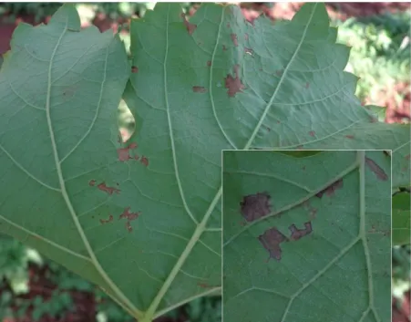 Figure 1. Necrotic spots caused by Plasmopara viticola in vine leaves cv. BRS Vitória