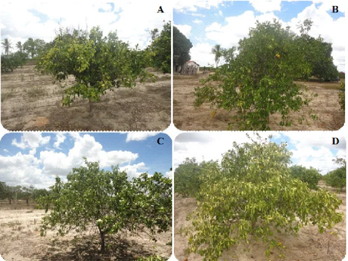 Figure 1. Visual score scale for drought symptoms ranging from score 1 (absence of symptoms) (A), score 2 (discreet withering  up to half of the canopy) (B), score 3 (discreet withering in whole canopy) (C), and score 4 (intense withering along the entire 