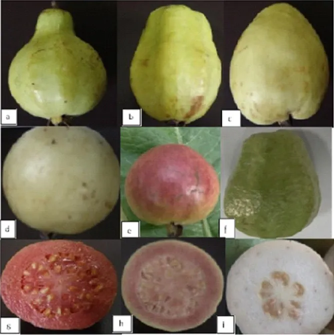 Figure 4- Phenotypic fruit traits used for the selection of guava accessions. (a) pear shape (narrow neck) (b) karalla  (long neck) (c) pear shape (cream skin) (d) round shape (white skin) (e) round (pink blush) (f) pear shape (rough skin)  (g) dark pink f