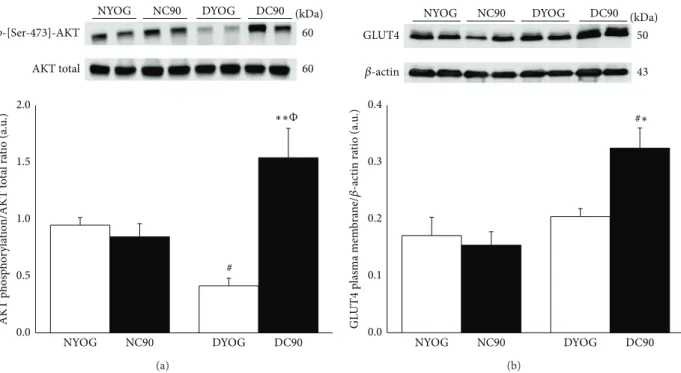 Figure 5: AKT activation (a) and plasma membrane GLUT4 content (b) in gastrocnemius muscles of normal and STZ-diabetic rats treated with curcumin incorporated in yoghurt for 15 days