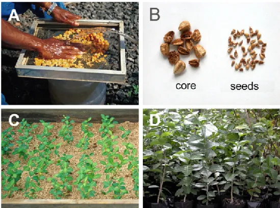 Figure 1 - Production of acerola seedlings (Malpighia emarginata). (A) steps involving the process of fruit pulping,  washing, sifting and separation of cores; (B) dry cores containing the seeds and seeds removed from the interior of  the cores (C) seedlin