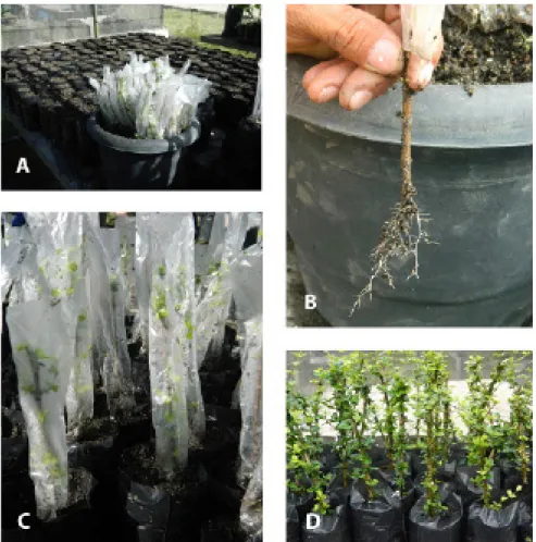 Figure 3 -Stages of the rooting process of woody cuttings of Malpighia coccigera for use as rootstock