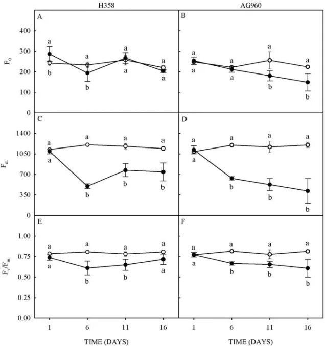 Figure 3. Initial fluorescence (A and B), maximum fluorescence (C and D) and maximum quantum yield of PSII (E and F)  of a Cd - tolerant (H358) and a Cd - sensitive (AG960) sunflower genotype, grown in absence (○) or presence (●) of 10 µM of  cadmium in th