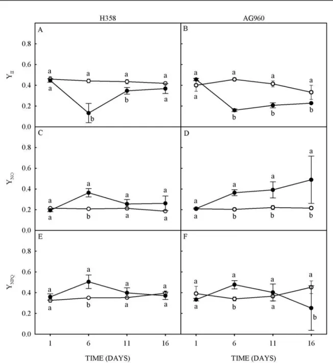 Figure 4. Effective quantum efficiency of PSII (A and B), and quantum yield of non-regulated (C and D) and regulated (E  and  F)  energy  loss  of  a  Cd - tolerant  (H358)  and  a  Cd - sensitive  (AG960)  sunflower  genotype,  grown  in  absence  (○)  or