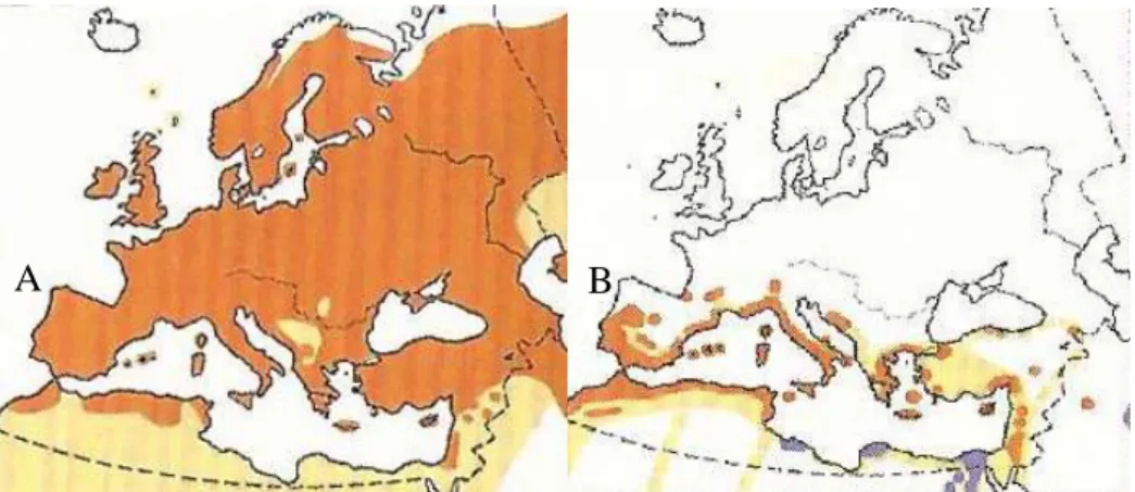 Figure 2. Palearctic distribution of common swifts (A) and of pallid swifts (B). Orange coloured  territory corresponds to the range occupied during the reproductive season, beige coloured territory 