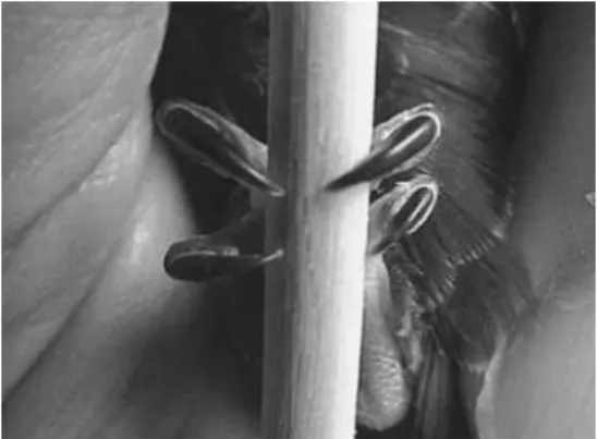 Figure 4. Photo of a young common swift’s (Apus apus) foot grasping a wooden stick. Taken from  Holmgren 2004