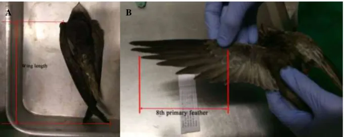 Figure 10. Measurement of the wing length (A) and the eighth primary feather (B) of a swift 