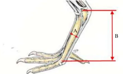 Figure 11. Depth (A) and length (B) of the tarsus of birds (tarsometatarsus bone) 