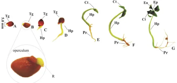 Figure  4.  Seedling  development  of  Psidium  sobralianum  Landrum  &amp;  Proença.  A