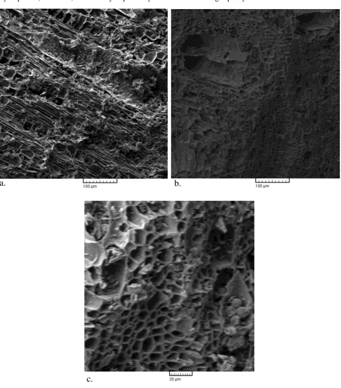 Figure 3. Scanning electron microscope images of  caatinga wood biochar showing (a) thinner and less lignified cell walls  with a smaller radius and fewer layers; (b) cambium system detailing with fewer vessels and size lower than 100 µm; (c)  parenchyma t