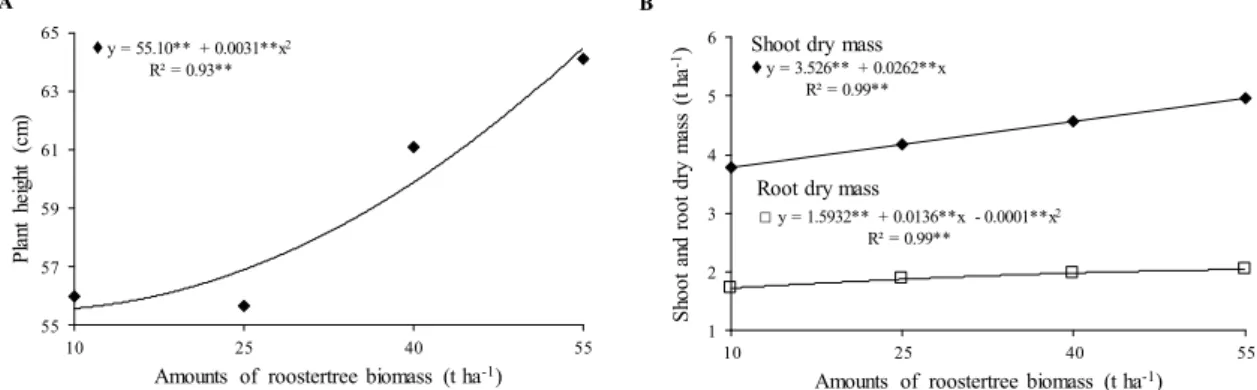 Figure  1. Plant height (A), shoot and root dry mass (B) of carrot intercropped with lettuce as a function of amounts of  rooster tree biomass incorporated into the soil.