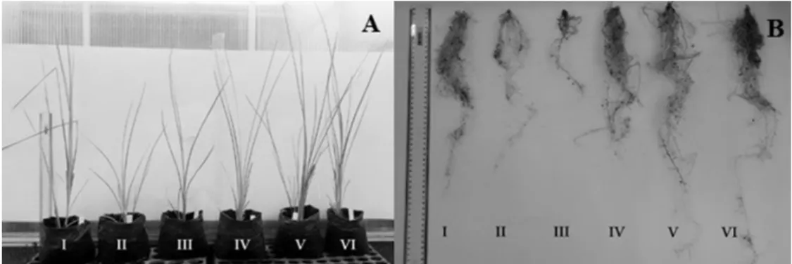 Figure 2. Shoot (A) and root (B) of the vetiver grass growth cultivated with native microbial inoculant and UFLAs isolated  after 100 days of inoculation*