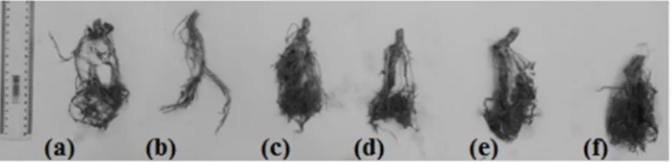 Figure 1. Roots gliricidia colonized by arbuscular mycorrhizal fungi*, after 95 days of inoculation.