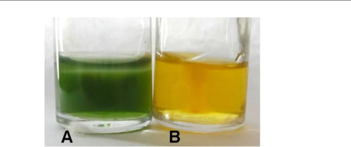 Figure  1. N 2  fixation test in the LGI - P medium. A) Positive isolate, presenting a growth mist, in a basified medium; B)  Negative isolate, absence of growth mist