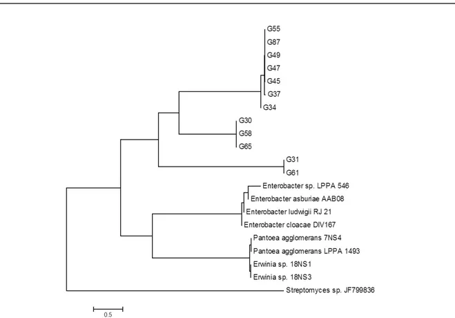 Figure  4. Gammaproteobacteria Subdivision Enterobacteriaceae family. Phylogenetic tree constructed by the MEGA 5.0  program through the 16S rRNA sequences of the isolates G30, G31, G34, G37, G45, G47, G49, G55, G58, G6, G65 and  G87, root endophytes and c