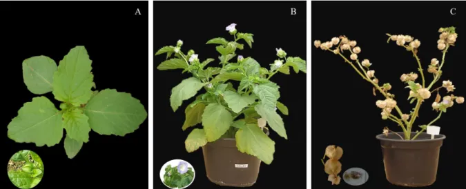 Figure 2. Nicandra physalodes pictures at 26 (A), 61 (B) and 121 (C) days after emergence (DAE), grown on soil fertilised  with the highest N, P and K levels (120, 1800.3 and 249.68 mg dm -3  of N, P and K, respectively)
