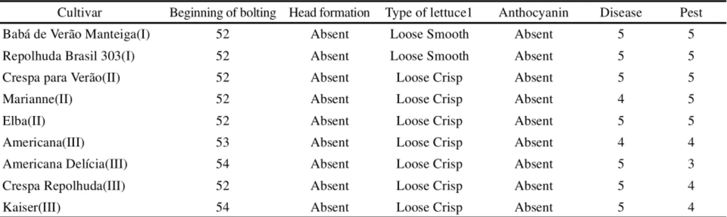 Table 2 - Visual morphological evaluation of nine lettuce cultivars of three commercial groups (Group I - Lisa Repolhuda; Group II - Crespa Solta; Group III - Crespa Repolhuda)