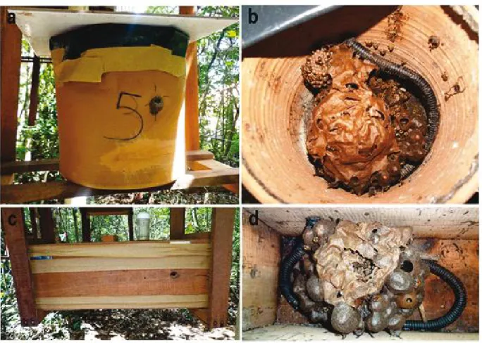 Figure 1 - Colonies of Melipona quinquefasciata bees: ceramic pot, external view (a) and internal view (b); and wooden box, external view (c) and internal view (d)
