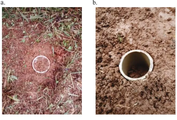 Figure 4 - Soil sampling through the PVC pipe method: a) no soil compaction and b) soil compaction