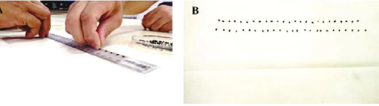 Figure 2 - Seeding on germitest paper and horizontal folding (A), vertical folds for envelope preparation (B and C), packaging and positioning of envelopes in the plastic box (D) for conducting the germination test of onion seeds ‘Franciscana IPA 10’