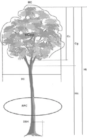 Figura 2 –Variáveis morfométricas da árvore empregando dados do LIDAR e DBH. Adaptado de Burger (1939).