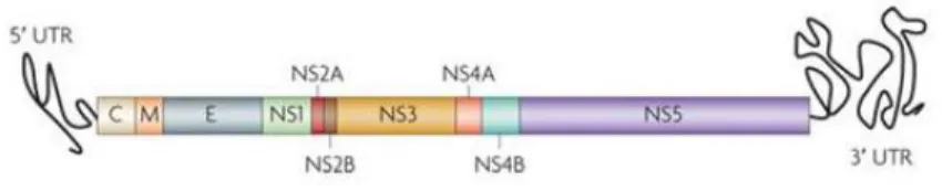 Figura  2-    Representação  esquemática  do  genoma  viral.  RNA  viral  contendo  genes  codificadores  para  três proteínas estruturais: o capsídeo (C), a membrana (M) e o envelope (E) e sete proteínas não estruturais  (NS1, NS2A, NS2B, NS3, NS4A, NS4B 