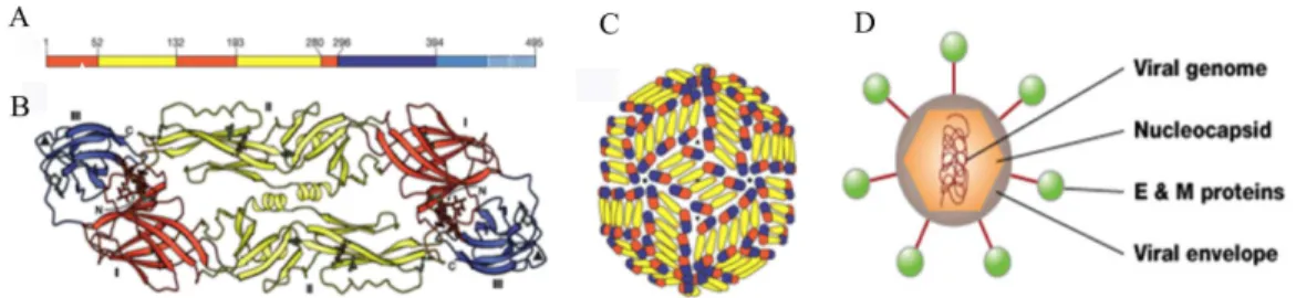 Figura 3 - Esquema da estrutura do vírus da dengue e da proteína E. A – Representa a sequência linear  da  proteína  E