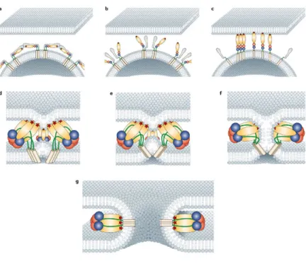 Figura  4:  Modelo  para  o  processo  de  fusão  na  membrana  pelo  virus:  (a)  Depois  da  ligação  do  vírus  ao  receptor,  ocorre  a  diminuição  do  pH  no  endossomo,  (b)  promovendo  a  mudança  conformacional