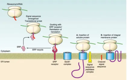 Figura  6-  Tradução  e  translocação  de  proteína  para  o  lúmen  do  retículo  endoplasmático