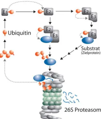 Figura  9  -  Sistema  de  proteasoma/ubiquitina  de  Levedura.  Figura  extraída  do  Institute  for 