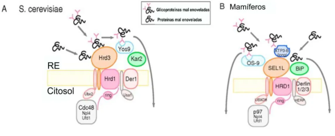 Figura  10-  Representação  esquemática  do  reconhecimento  de  proteínas  mal  enoveladas  pelo  complexo  HRD1