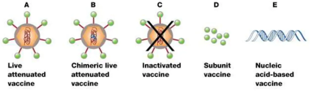 Figure  11  -  Representação  dos  tipos  de  vacina.  A-vírus  atenuados,  B-proteína  quimérica;  C-vírus  inativado,  D-subunidade  de  proteína  recombinante;  E-vacina  de  DNA