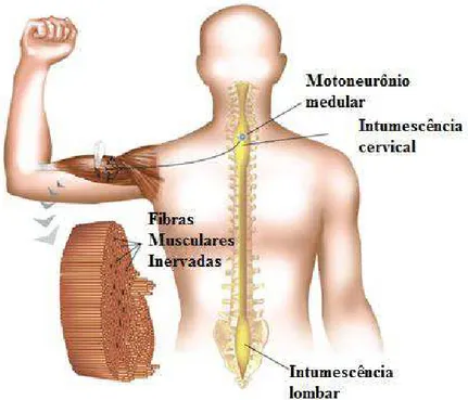 Figura  1:  Representação  dos  motoneurônios  na  medula  espinal,  projetando  os  axônios  para  a  fibra  muscular  esquelética
