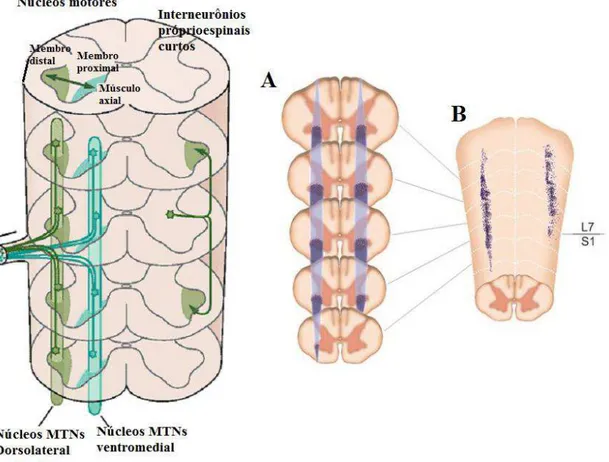 Figura 2: Núcleos ou agrupamentos de neurônios motores (MTN) ao longo do eixo lateral e medial da região  anterior da medula espinal
