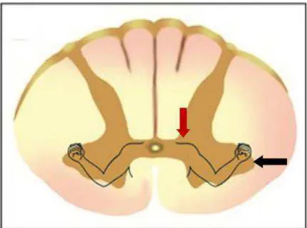 Figura  3:  Representação  miotópica,  corno  ventral  da  medula  espinal.  Músculos  distais  comandados  por  neurônios motores na coluna lateral (CL); músculos proximais por motoneurônios da coluna medial (CM)