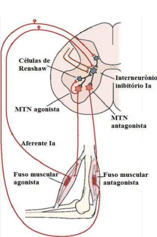 Figura 5: Interneurônios na medula espinal. Representação da célula de Renshaw e sua atividade inibitória sobre  o  motoneurônio  (MTN)  do  músculo  agonista  e  sobre  o  interneurônios  inibitório  da  fibra  Ia  para  o  músculo  antagonista