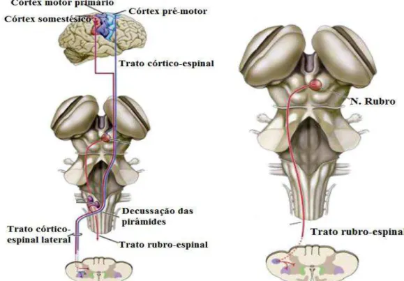 Figura 10: Via descendente lateral proveniente do tronco encefálico. Representação do trato rubro-espinal e trato  córtico-espinal