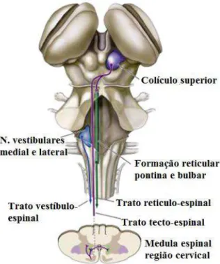 Figura  11:  Via  descendente  medial  do  tronco  encefálico.  Representação  dos  núcleos  que  emergem  os  tratos  responsáveis pelos ajustes posturais do equilíbrio corporal, tronco e cabeça