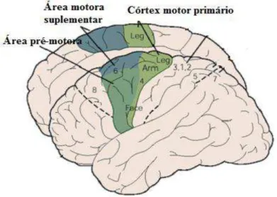 Figura 12 :  Áreas corticais específicas que compõem o córtex motor. Fonte: adaptada de Kandel et al., 2000.
